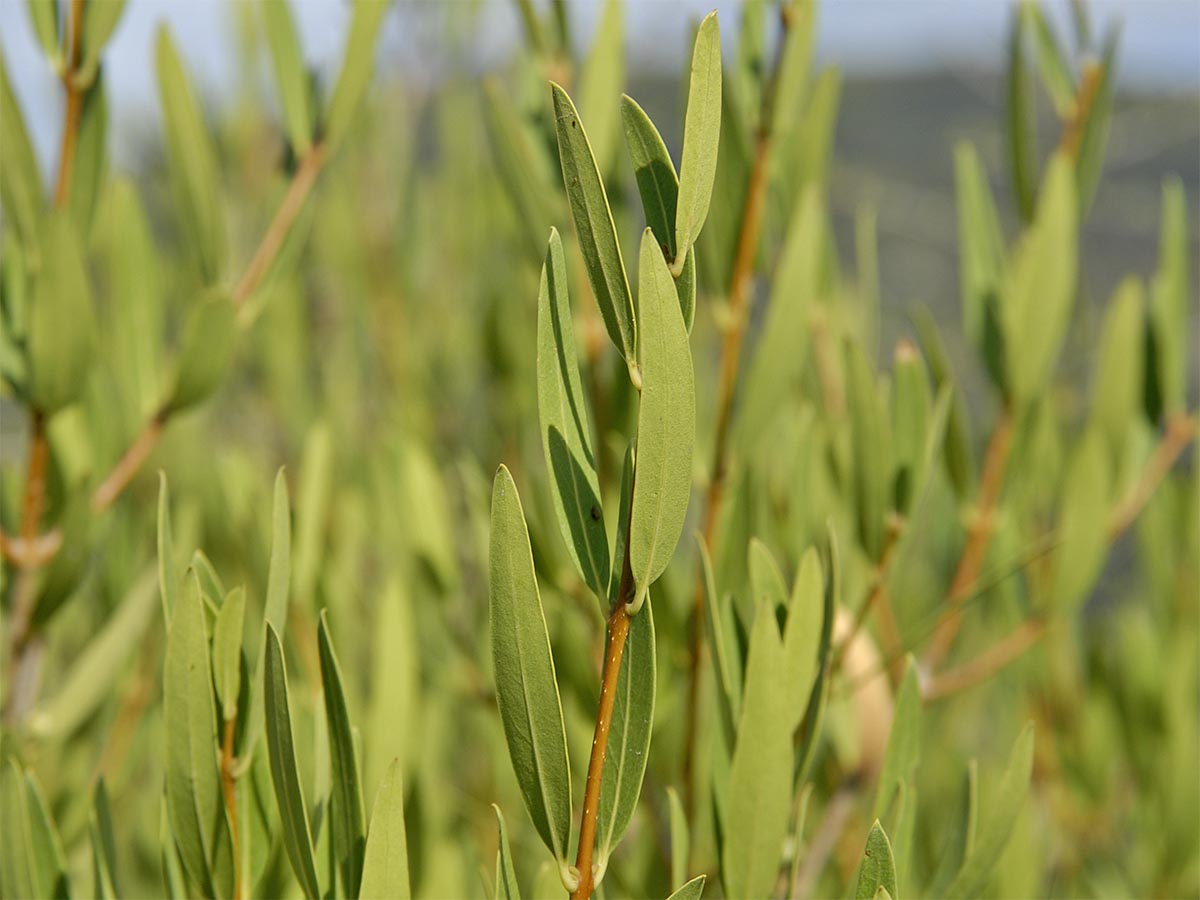 Phillyrea angustifolia